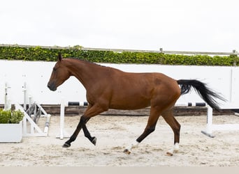 Zangersheider, Stute, 3 Jahre, 169 cm, Brauner