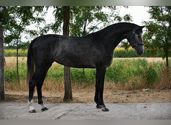 Zangersheider, Stute, 3 Jahre, 169 cm, Schimmel