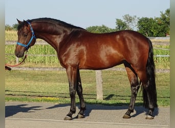 Zangersheider, Stute, 3 Jahre, 170 cm, Brauner