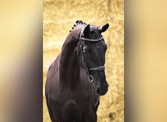 Zangersheider, Stute, 3 Jahre, 170 cm, Dunkelbrauner
