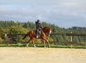 Zangersheider, Stute, 3 Jahre, 170 cm, Fuchs