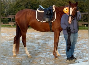 Zangersheider, Stute, 3 Jahre, 170 cm, Fuchs