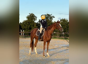 Zangersheider, Stute, 3 Jahre, 170 cm, Fuchs