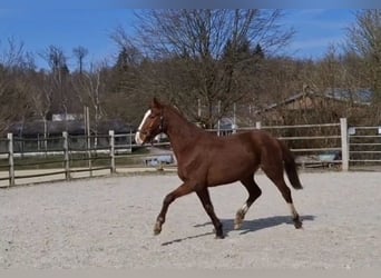 Zangersheider, Stute, 3 Jahre, 170 cm, Fuchs
