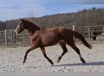 Zangersheider, Stute, 3 Jahre, 170 cm, Fuchs