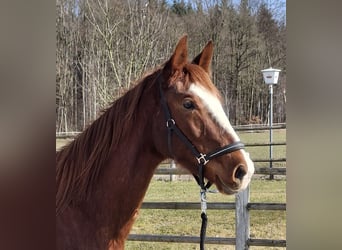 Zangersheider, Stute, 3 Jahre, 170 cm, Fuchs