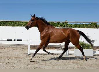 Zangersheider, Stute, 3 Jahre, 171 cm, Brauner