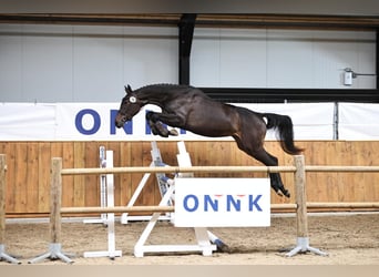 Zangersheider, Stute, 3 Jahre, 173 cm, Dunkelbrauner