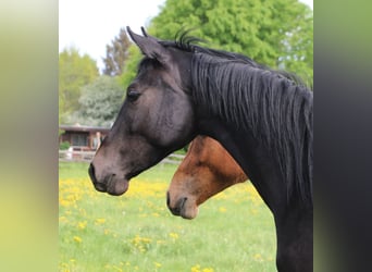 Zangersheider, Stute, 3 Jahre, 175 cm, Kann Schimmel werden