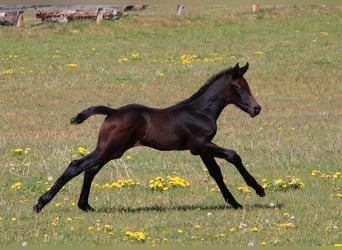 Zangersheider, Stute, 3 Jahre, 175 cm, Kann Schimmel werden