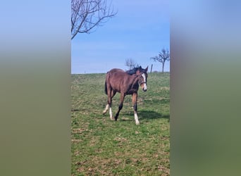 Zangersheider, Stute, 3 Jahre, Brauner
