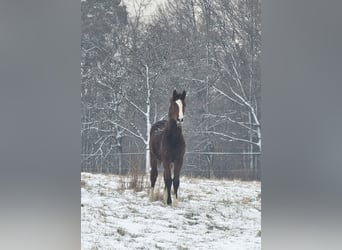 Zangersheider, Stute, 3 Jahre, Brauner