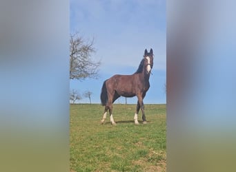 Zangersheider, Stute, 3 Jahre, Brauner