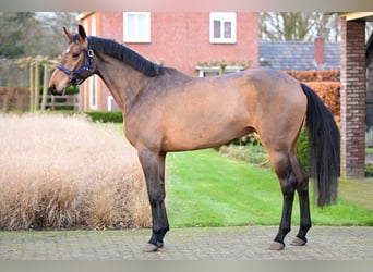 Zangersheider, Stute, 3 Jahre, Brauner