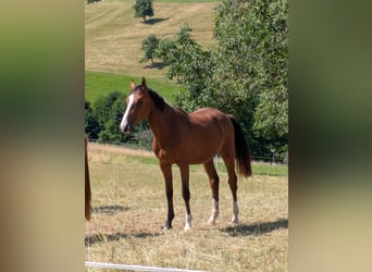 Zangersheider, Stute, 3 Jahre