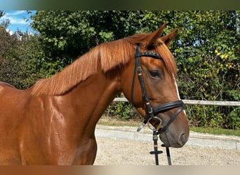 Zangersheider, Stute, 4 Jahre, 156 cm, Fuchs
