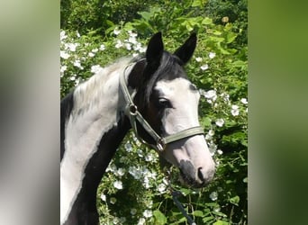 Zangersheider, Stute, 4 Jahre, 156 cm, Schecke