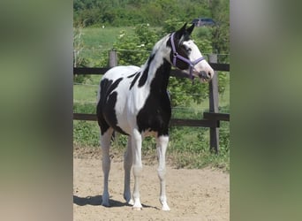 Zangersheider, Stute, 4 Jahre, 156 cm, Schecke