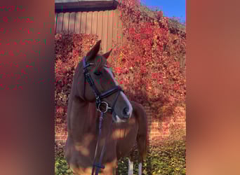 Zangersheider, Stute, 4 Jahre, 158 cm, Fuchs