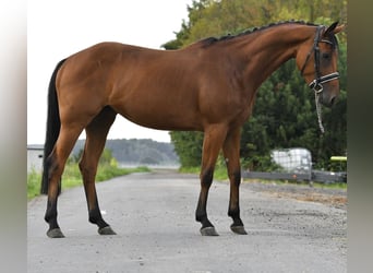 Zangersheider, Stute, 4 Jahre, 160 cm, Brauner