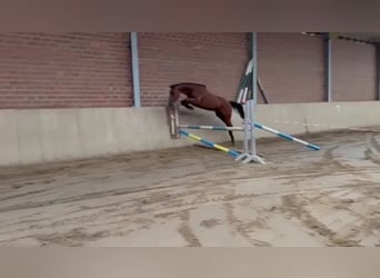 Zangersheider, Stute, 4 Jahre, 160 cm, Brauner