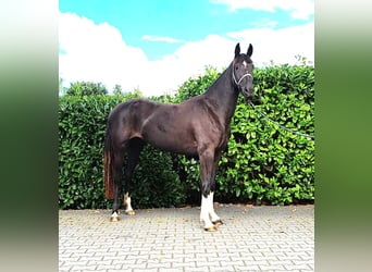 Zangersheider, Stute, 4 Jahre, 160 cm, Dunkelbrauner