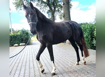 Zangersheider, Stute, 4 Jahre, 160 cm, Dunkelbrauner