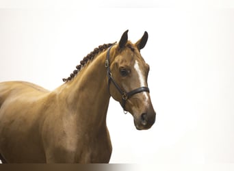 Zangersheider, Stute, 4 Jahre, 160 cm, Fuchs