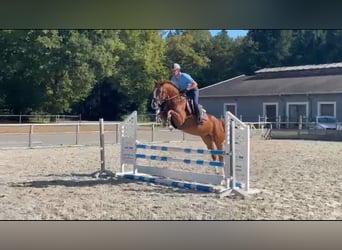 Zangersheider, Stute, 4 Jahre, 160 cm, Fuchs