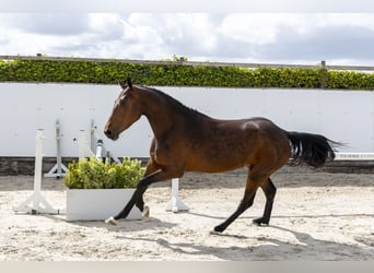 Zangersheider, Stute, 4 Jahre, 161 cm, Dunkelbrauner