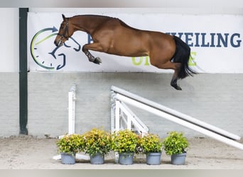 Zangersheider, Stute, 4 Jahre, 161 cm