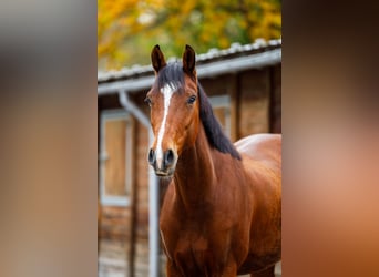 Zangersheider, Stute, 4 Jahre, 162 cm, Brauner