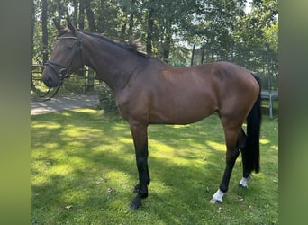 Zangersheider, Stute, 4 Jahre, 162 cm, Brauner