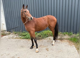 Zangersheider, Stute, 4 Jahre, 162 cm, Brauner