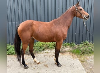 Zangersheider, Stute, 4 Jahre, 162 cm, Brauner