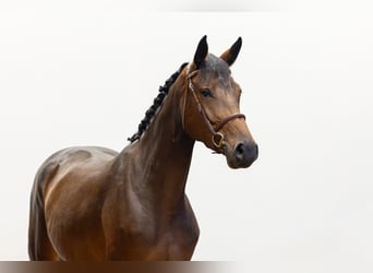 Zangersheider, Stute, 4 Jahre, 162 cm, Dunkelbrauner