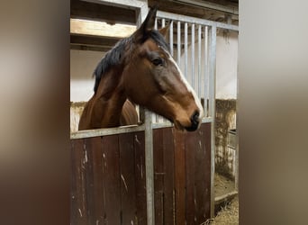 Zangersheider, Stute, 4 Jahre, 163 cm, Brauner