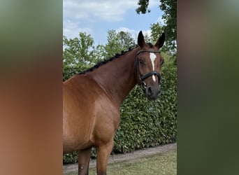 Zangersheider, Stute, 4 Jahre, 163 cm, Brauner