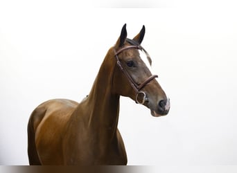 Zangersheider, Stute, 4 Jahre, 163 cm, Brauner