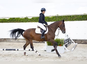 Zangersheider, Stute, 4 Jahre, 163 cm, Brauner