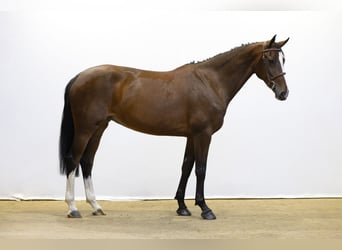 Zangersheider, Stute, 4 Jahre, 163 cm, Brauner