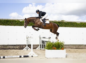 Zangersheider, Stute, 4 Jahre, 163 cm, Brauner