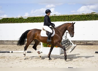 Zangersheider, Stute, 4 Jahre, 163 cm, Brauner