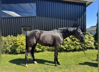 Zangersheider, Stute, 4 Jahre, 163 cm, Rappe