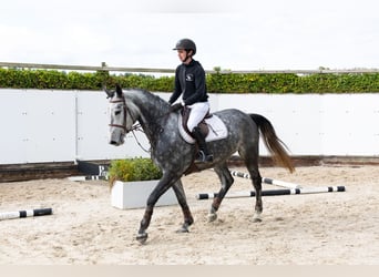 Zangersheider, Stute, 4 Jahre, 163 cm, Schimmel