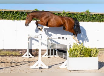 Zangersheider, Stute, 4 Jahre, 164 cm, Dunkelbrauner
