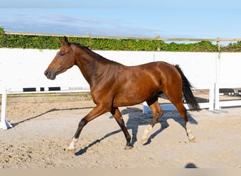 Zangersheider, Stute, 4 Jahre, 164 cm, Dunkelbrauner