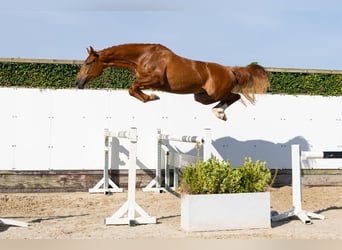 Zangersheider, Stute, 4 Jahre, 164 cm, Dunkelfuchs