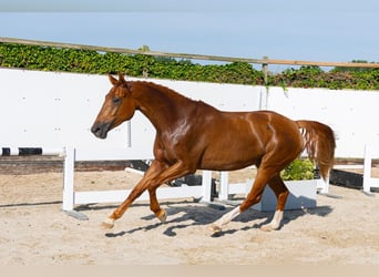 Zangersheider, Stute, 4 Jahre, 164 cm, Dunkelfuchs