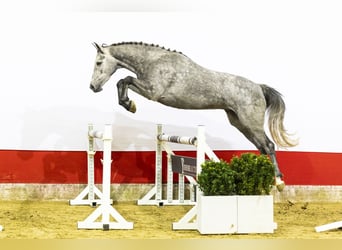 Zangersheider, Stute, 4 Jahre, 164 cm